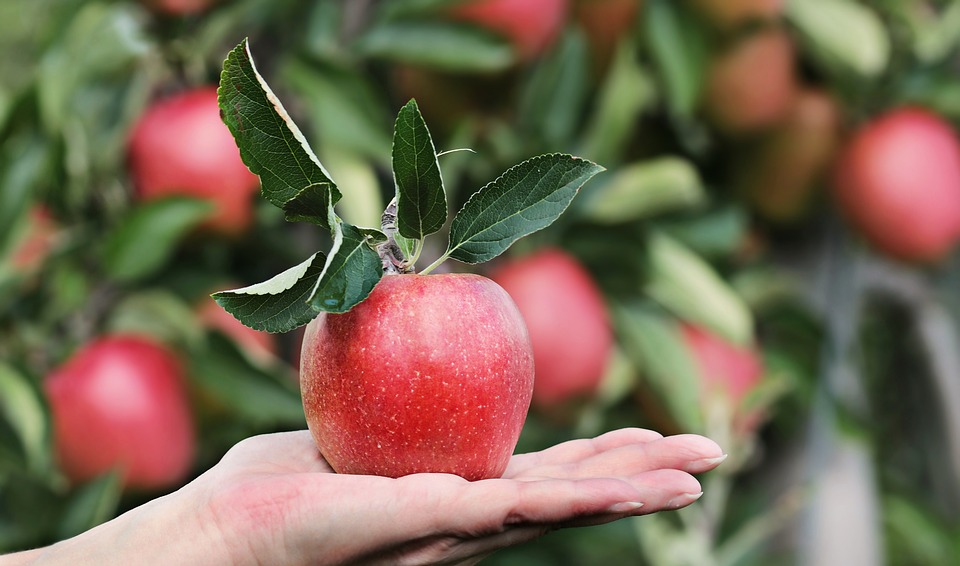 Польза и вред свежих яблок
