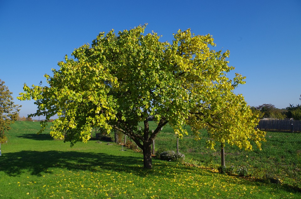 Абрикосовое дерево