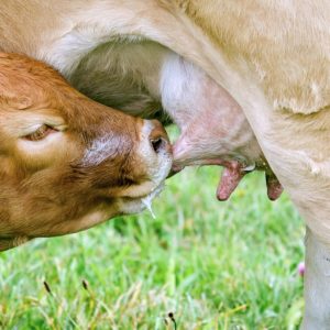 Гормоны в молоке не оказывают вреда здоровью человека 