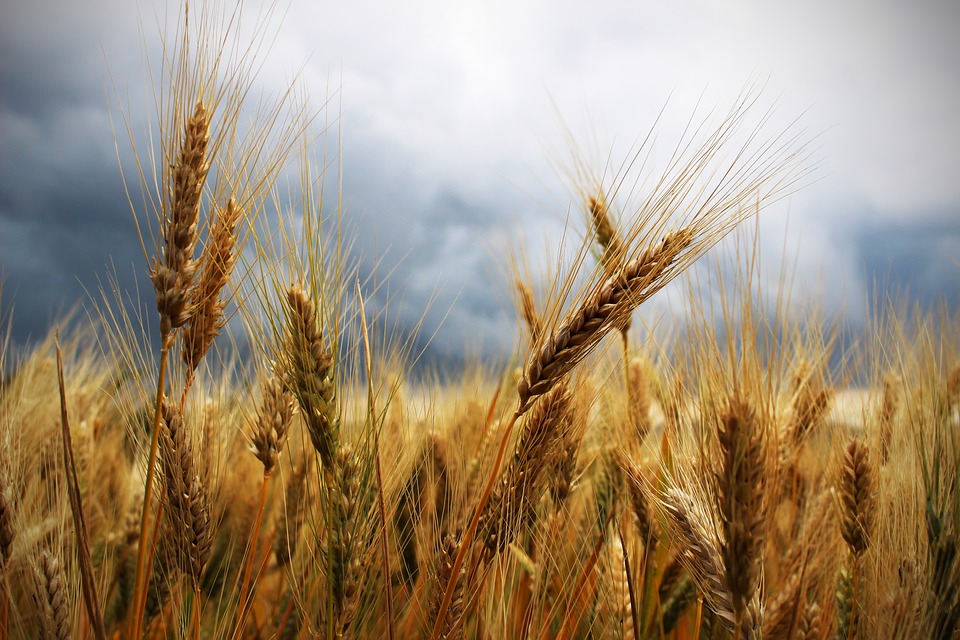 Пшеница польза и вред