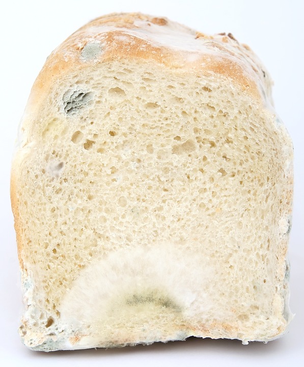 Можно ли есть хлеб с плесенью